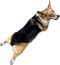Corgi Finance